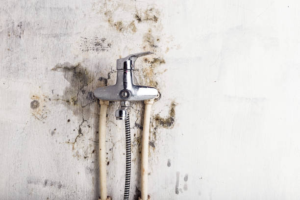 Best Mold Removal Company Near Me  in Castle Dale, UT