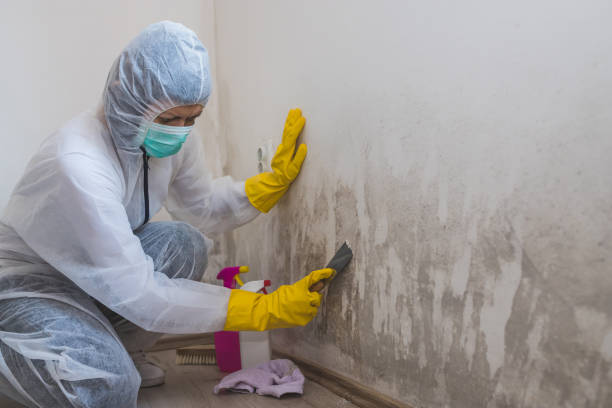 Best Black Mold Removal  in Castle Dale, UT
