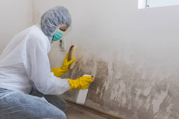 Best Mold Testing  in Castle Dale, UT