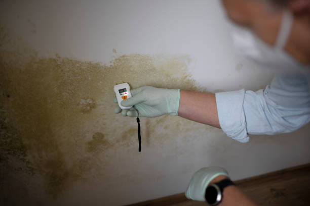 Best Commercial Mold Removal  in Castle Dale, UT