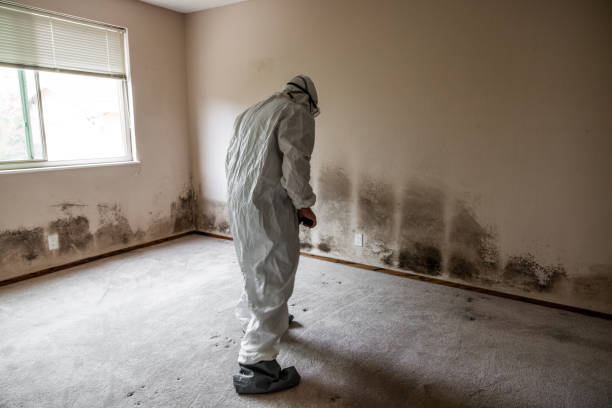 Best Affordable Mold Removal  in Castle Dale, UT