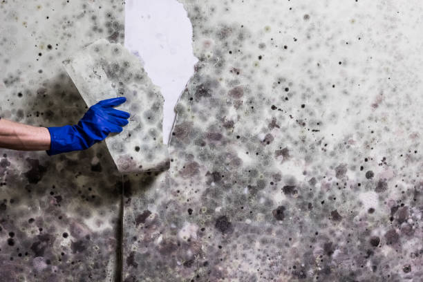 Best Mold Cleaning Services  in Castle Dale, UT