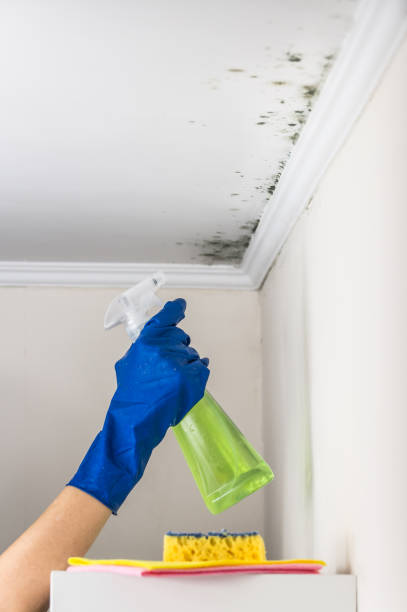 Best Toxic Mold Removal  in Castle Dale, UT