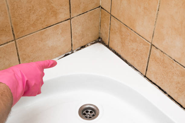 Best Local Mold Removal Service  in Castle Dale, UT